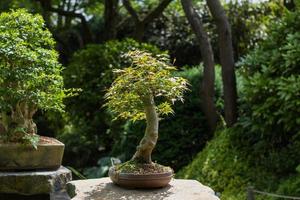 fechar a imagem da árvore bonsai no jardim japonês foto