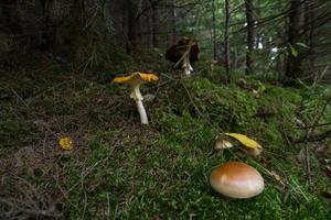 cogumelos na floresta, foto de outono da floresta, fundo de madeira