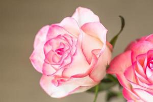 buquê de rosas frescas na mesa foto