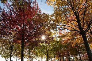 paisagem colorida do parque ensolarado de outono foto