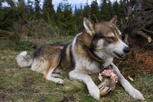 Laika da Sibéria Ocidental, cão de caça russo, cão lobo selvagem foto