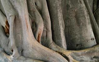 textura closeup de tronco de árvore velha. superfície de textura de árvore de tronco torcido. pele de madeira natural. detalhe do tronco de árvore com casca cinza em uma selva tropical. grande tronco e raiz de árvore. crescimento da árvore. foto
