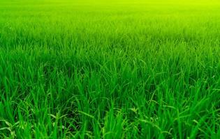 plantação de arroz. campo de arroz verde. fazenda de arroz orgânico na ásia. agricultura de cultivo de arroz. campo de arroz verde. cultivo de arrozal semeado. comida asiática. folhas de grama verde com pingos de chuva.