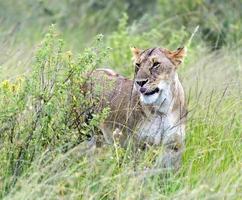 leões masai mara