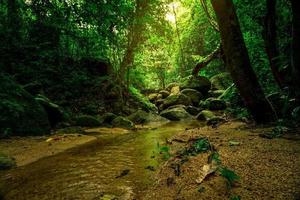 árvore verde e rocha na floresta tropical. corpo de água na selva com luz solar. pequeno riacho na floresta. ambiente limpo. beleza na natureza. densa árvore verde na floresta. fundo da natureza. foto