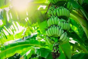 bananeira com cacho de bananas verdes cruas e folhas verdes de banana. plantação de banana cultivada. fazenda de frutas tropicais. fitoterapia para tratamento de diarréia e gastrite. agricultura. comida orgânica. foto