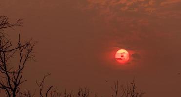 silhueta árvore morta e pássaros voando no pôr do sol no céu vermelho. fundo para o conceito pacífico e tranquilo. luz para a esperança e espiritual. conceito de despertar e inspiração. alma e conceito de respeito. foto