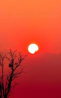 bela silhueta árvore morta e céu vermelho por do sol e nuvens. cena romântica e pacífica de grande sol e céu vermelho ao pôr do sol com padrão de arte de beleza de ramos. natureza tranquila. beleza na natureza. foto