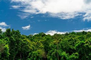 árvore verde densa na floresta com céu azul e nuvens brancas em dia ensolarado. árvore tropical na floresta. ar limpo e fresco. fonte de oxigênio para a terra. ambiente limpo. selva tropical.