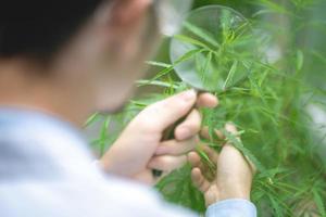 cientista verificando plantas de cânhamo de cannabis orgânico em uma estufa de ervas daninhas. conceito de legalização de ervas para medicina alternativa com óleo cbd, farmacêutico comercial na indústria de negócios de medicina