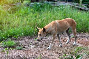 um cão tailandês magro caminhava no solo de laterita. foto