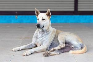 cão branco tailandês dormindo sentado olhando. foto