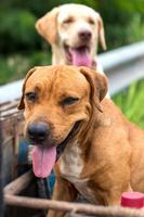 os rostos de ambos os cães tailandeses mostram a língua. engraçado. foto