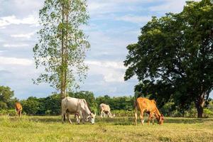 vacas tailandesas brancas e marrons pastam perto de uma grande árvore. foto