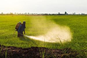 agricultores pulverizam herbicidas em campos de arroz verde perto do monte. foto