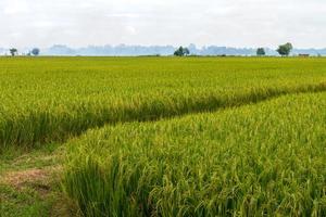 campos de arroz esperando pela colheita.