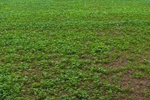 cultivar feijão verde em campos de arroz. foto