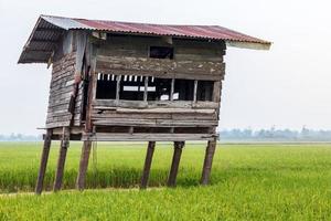 perto de velhas cabanas de madeira nos campos de arroz. foto