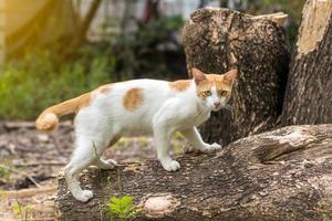 gato tailandês branco-amarelo e toco de árvore. foto