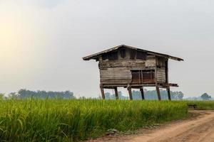 velhas cabanas de madeira arruinam nos campos de arroz. foto