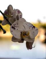 buquê de orquídeas, manchas brancas, roxas, lindas. foto