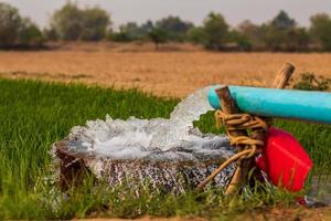 a água flui de canos para uma bacia em campos de arroz perto de solo árido. foto