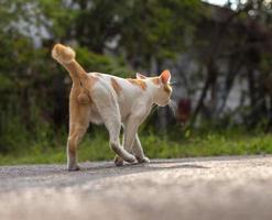 atrás de um gato tailandês andando em uma estrada rural. foto