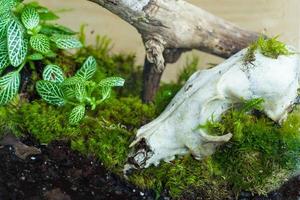 florarium com plantas da floresta e decoração de musgo, madeira e crânio de animais foto