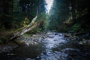 rio de montanha com fundo de pedras, floresta e rochas foto