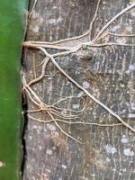 as raízes do crescimento parasita no corpo de uma grande árvore foto
