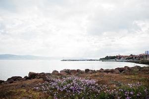 nascer do sol e flores violetas na costa de nessebar, bulgária. foto