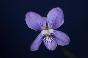 flor roxa floração close-up viola riviviana família violaceae botânica de alta qualidade impressões de tamanho grande fundo moderno foto