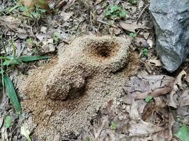 colina de formiga de sujeira ou monte ou ninho ao ar livre foto