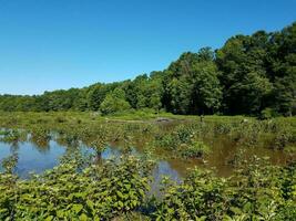 castor lodge e lago ou água da lagoa com plantas e árvores foto