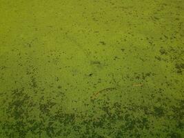 plantas de algas verdes cobrindo água estagnada em um lago