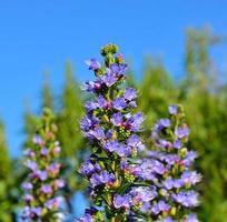 lindas flores azuis de echium callithyrsum foto
