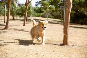 cachorro correndo no parque foto