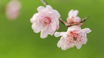 a flor de ameixa na primavera foto