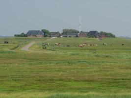 hallig hooge no mar do norte alemão foto