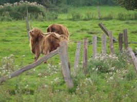 vacas em um prado alemão foto