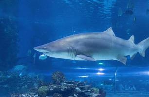 tubarão-tigre de areia no tropicarium budapeste foto