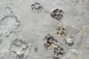 pegadas de cachorro no chão de cimento. para fundo de construção e texturizado. foto