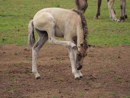 cavalos selvagens em um prado na Alemanha foto