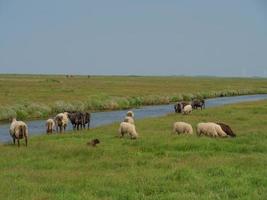 hallig hooge no mar do norte alemão foto