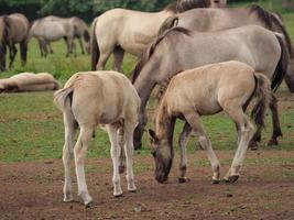 muitos cavalos selvagens na alemanha foto