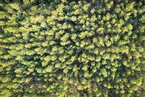 floresta de eucaliptos crescendo em área cultivada na floresta tropical foto