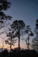 árvores de silhueta com lua crescente na colina na floresta tropical foto