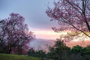 nascer do sol sobre a cerejeira selvagem do Himalaia florescendo no jardim na primavera foto