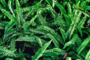 planta de samambaia escura temperamental com textura de folha verde no jardim foto