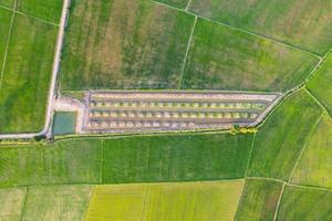 vista aérea do arrozal verde, cultivo agrícola em terras agrícolas na zona rural foto